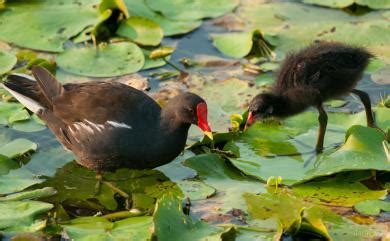 水雞|Gallinula chloropus chloropus 